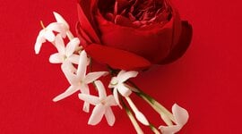 Rose and Jasmin Absolute on a red background