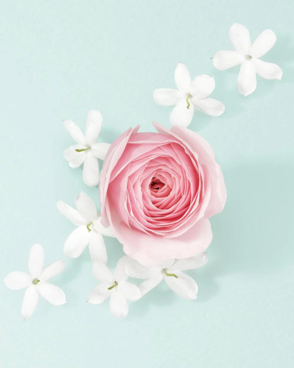 JASMINE & ROSE DAMASCENA