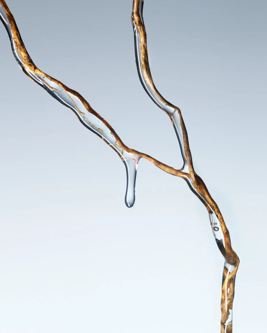 Close-up of a bare branch covered in ice droplets, symbolizing winter.