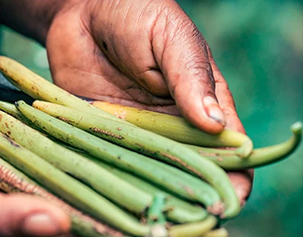 Dirty hands holding green vanilla beans