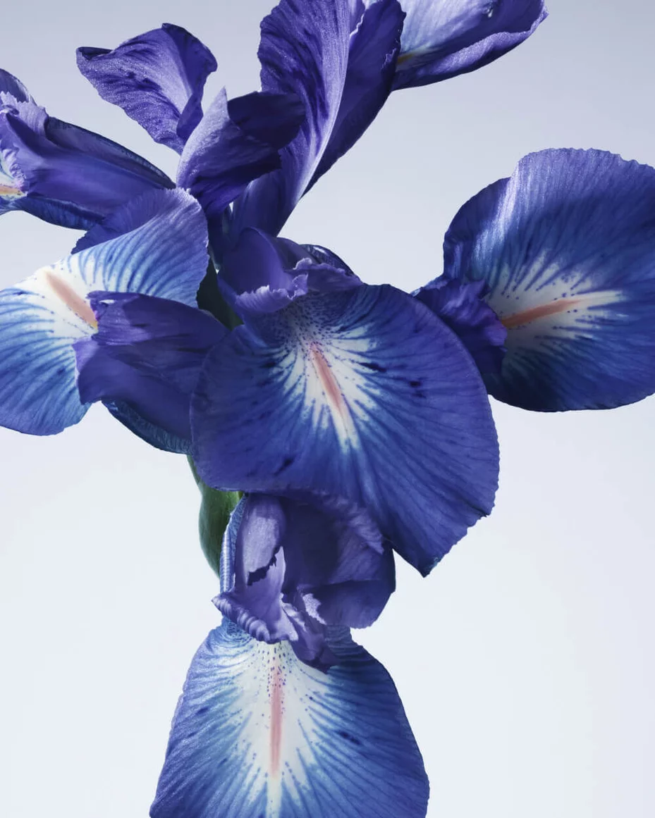 Close-up of a blue iris flower.