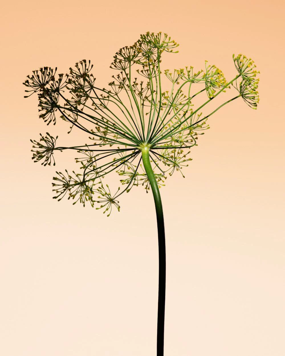 Fennel blossom, emphasizing the aromatic complexity of Armani/Prive Orange Mediterranee.
