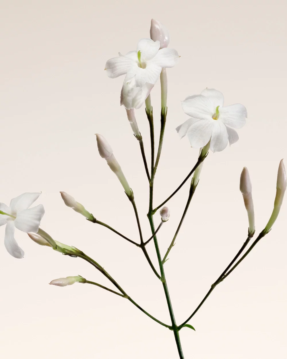 JASMINE GRANDIFLORUM
