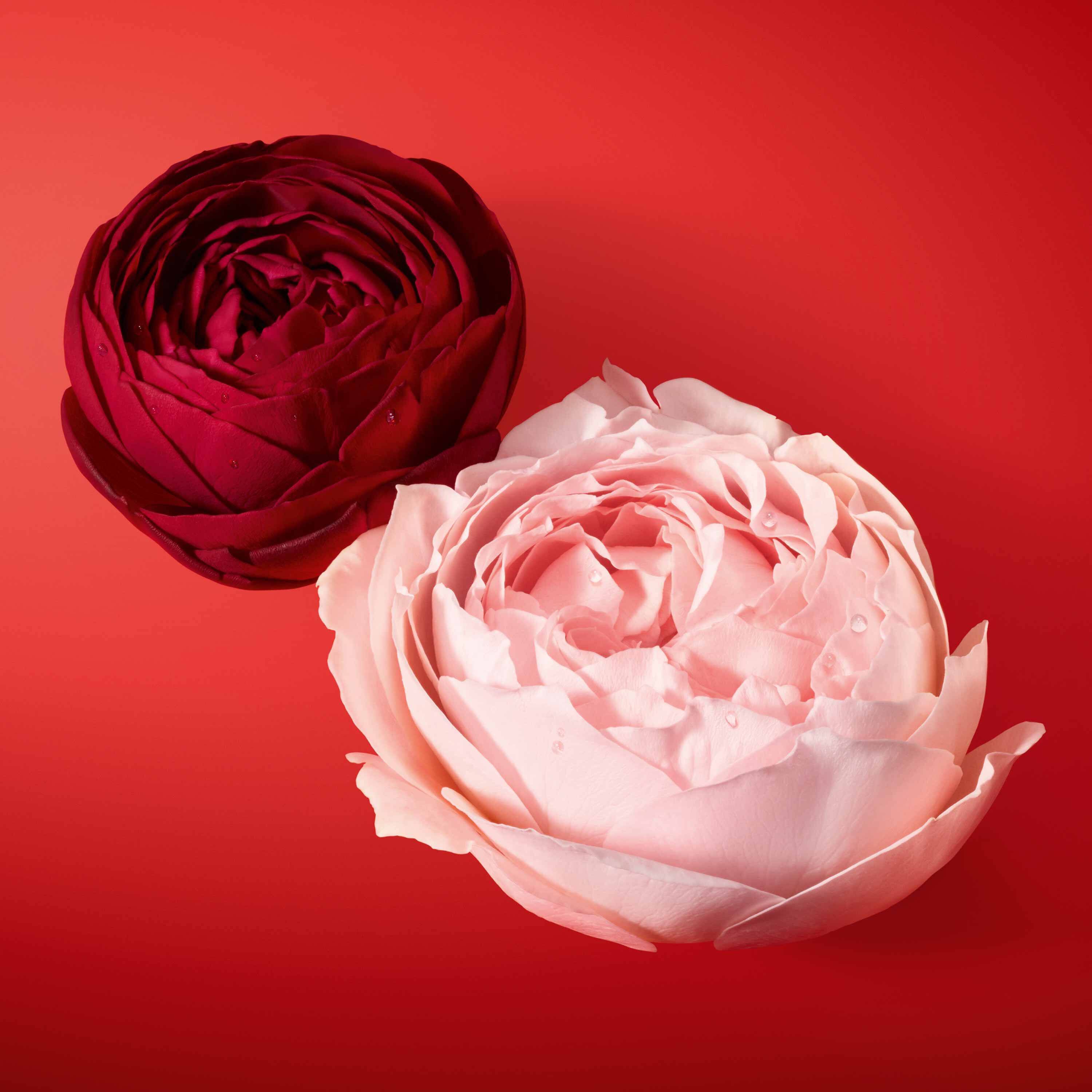 red and pink garden roses