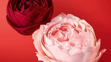 red and pink garden roses