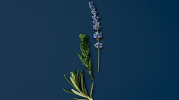 A collection of aromatic essences