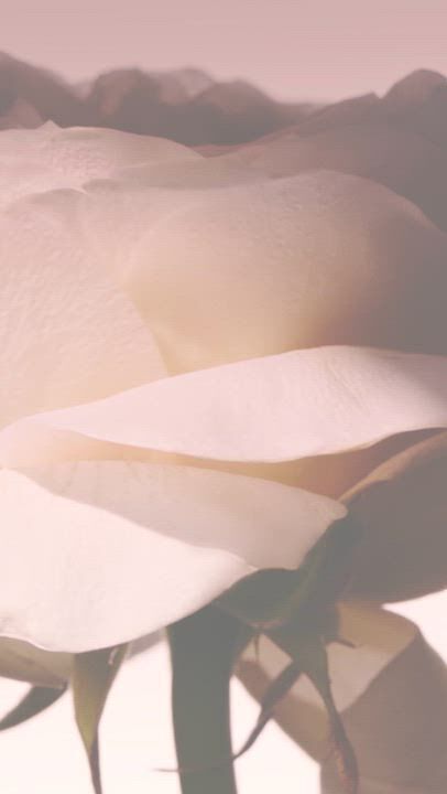 video (FLORAL FRAGRANCES PRODUCT MASHUP) alt text:  Video displaying different ingredients, fragrance bottles and cinematic silhouettes of Armani/Prive fragranceS.