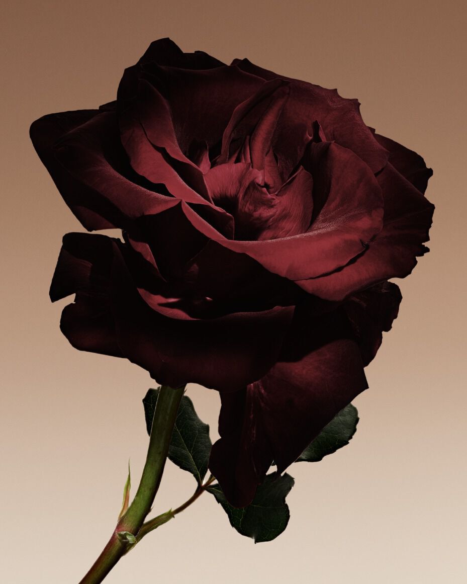 Armani/Privé Cuir Nu Eau de Parfum - Armani Beauty