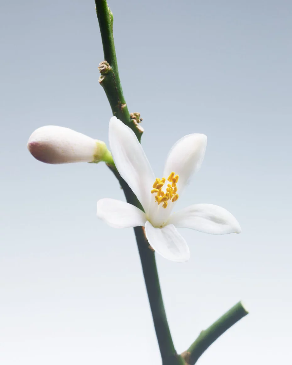 Close-up of a jasmine flower with yellow stamens on a green stem, representing a fragrance ingredient.