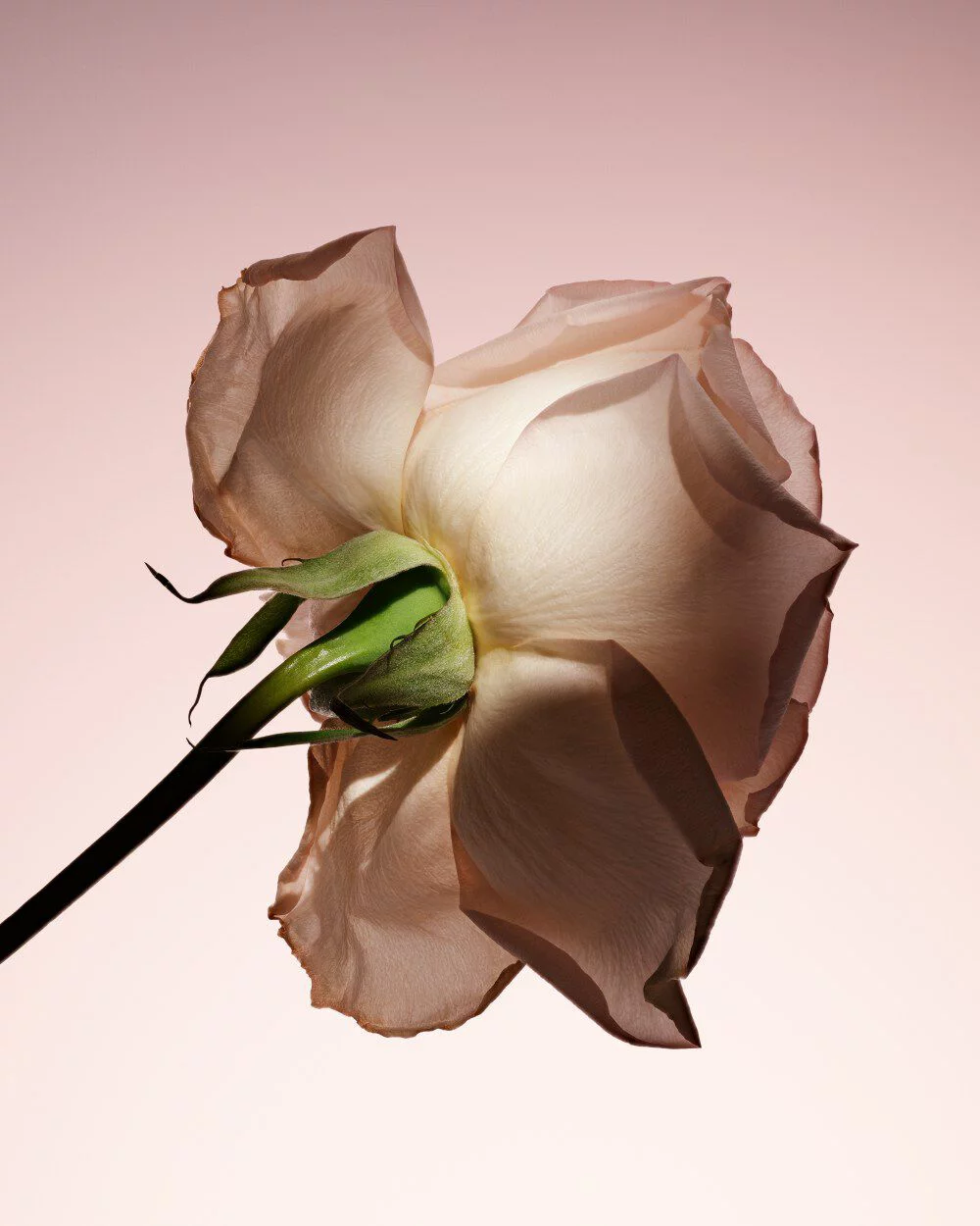 ARMANI/PRIVE PIVOINE SUZHOU: elegant rose flower, representing the fragrance’s romantic and refined floral facet.