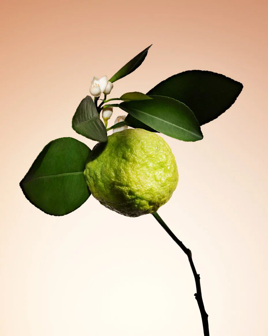 Armani/Prive Santal Dān Shā: fresh bergamot branch, reflecting the fragrance’s vibrant citrus top notes.