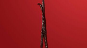 Two vanilla beans on red background