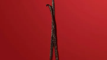 Two vanilla beans on red background
