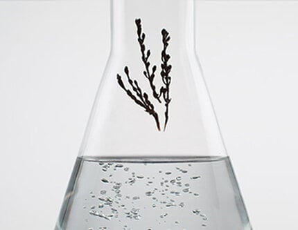 Glass flask filled with liquid and springs of natural ingredients