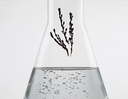 Glass flask filled with liquid and springs of natural ingredients