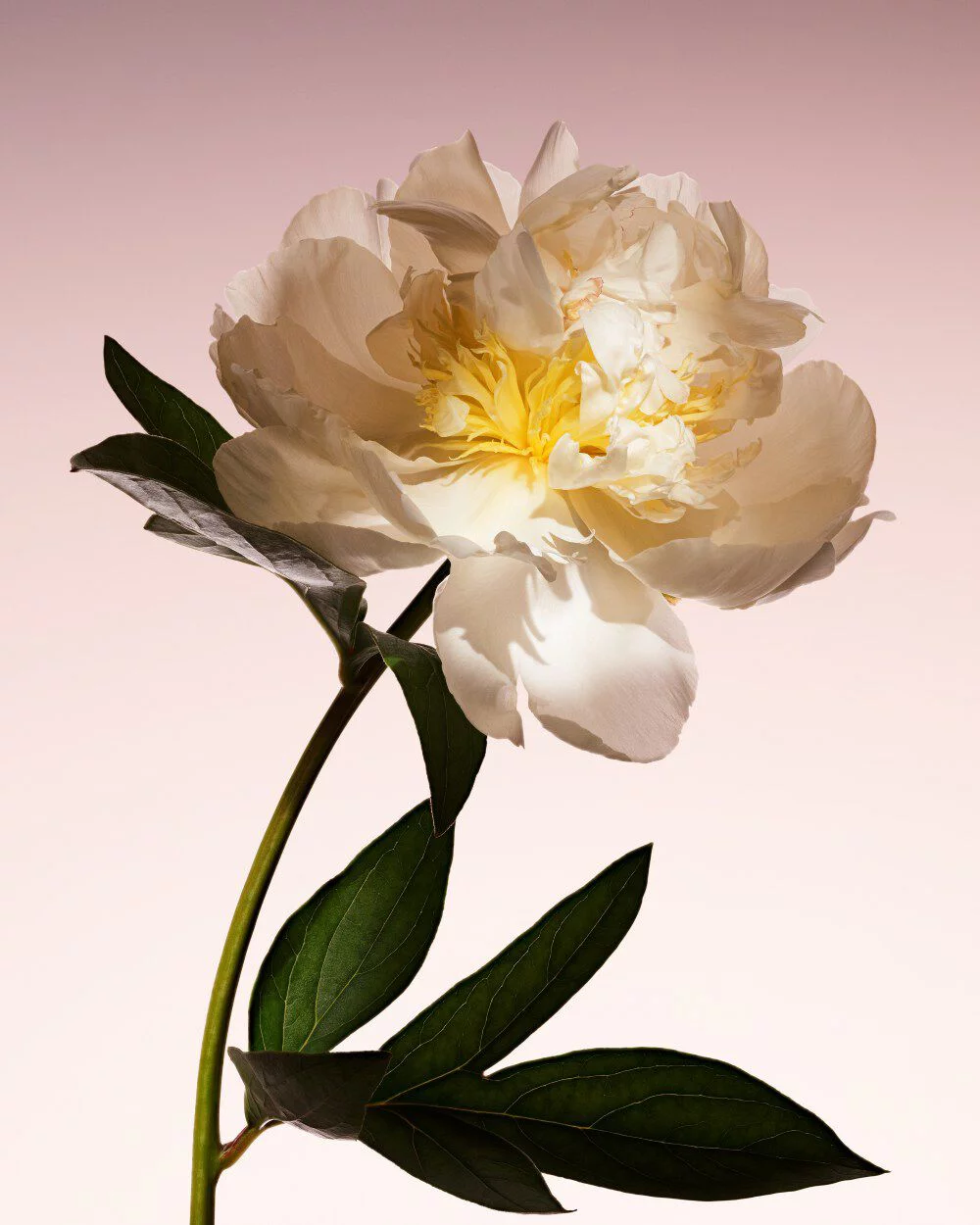 ARMANI/PRIVE PIVOINE SUZHOU: vibrant lemon branch, highlighting the fragrance’s fresh and luminous citrus notes.