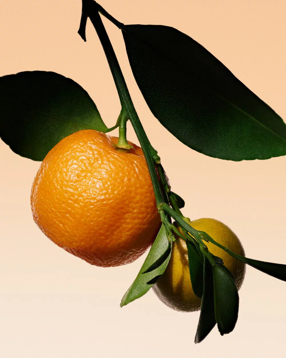 Bitter orange branch with lush leaves, highlighting a key ingredient in Armani/Prive Orange Mediterranee.