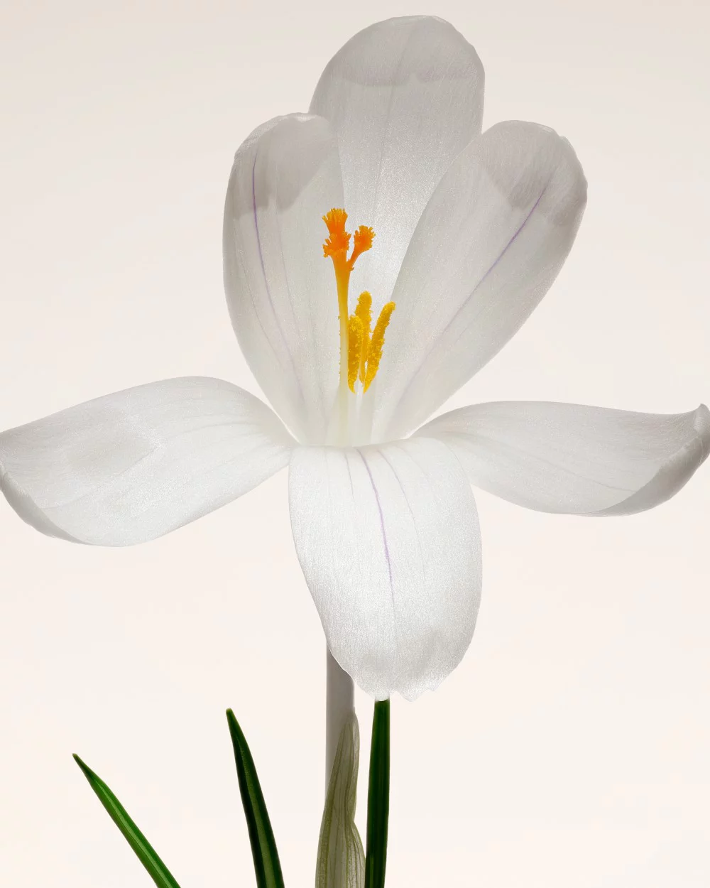SAFFRON ACCORD.