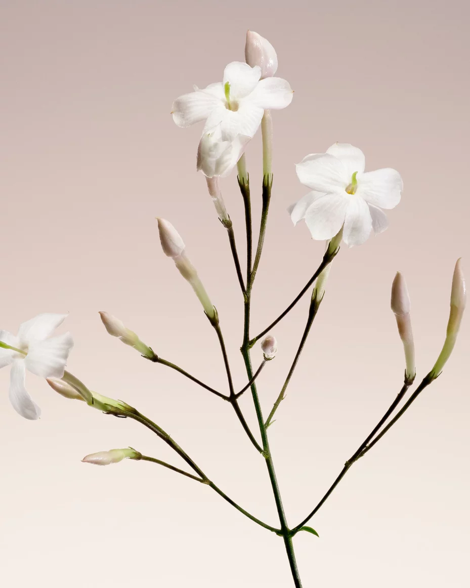 Armani/Prive Blanc Kogane: delicate jasmine branch, highlighting the fragrance’s radiant floral notes.