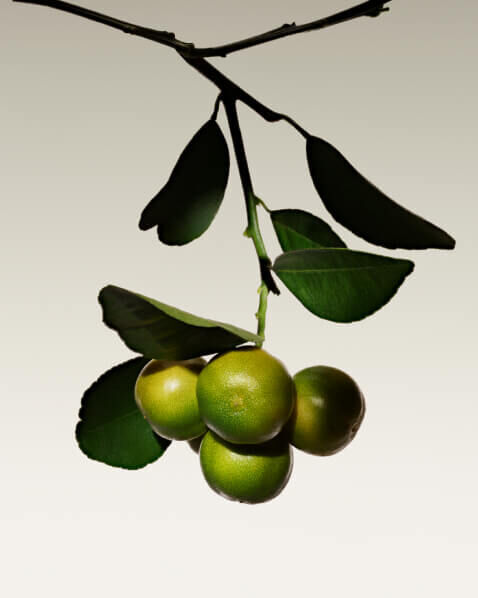 Armani Prive Thé Yulong — Unisex Fragrance — Armani Beauty