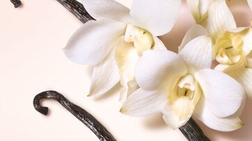 vanilla beans on a pink background