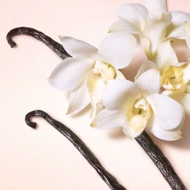 vanilla beans on a pink background