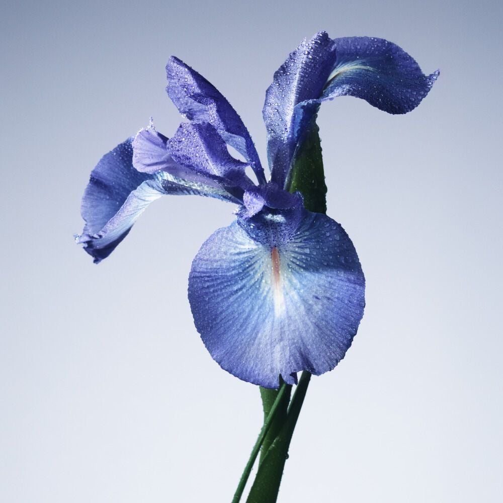 Armani/Privé Iris Bleu Eau de Toilette