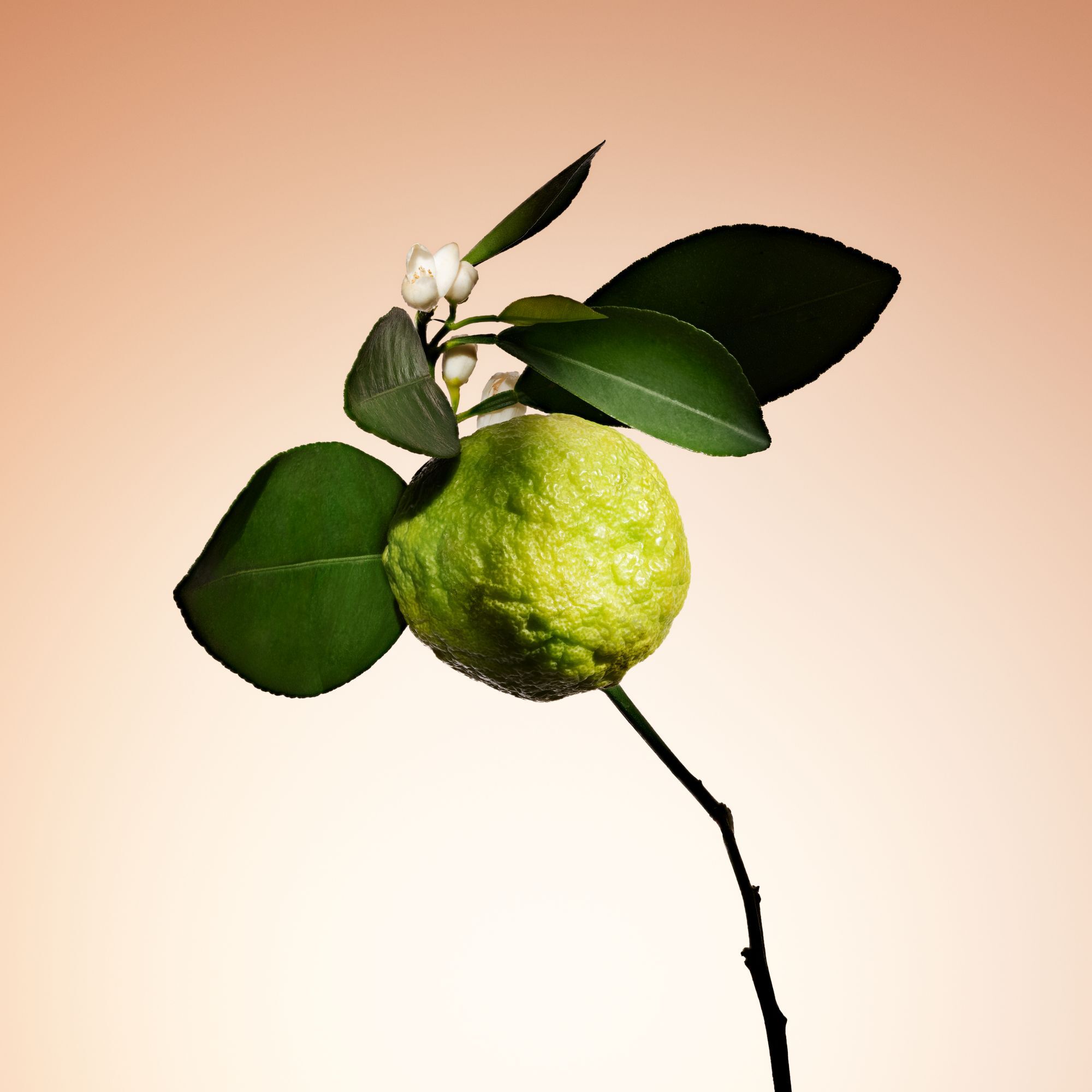 Armani/Prive Santal Dan Sha