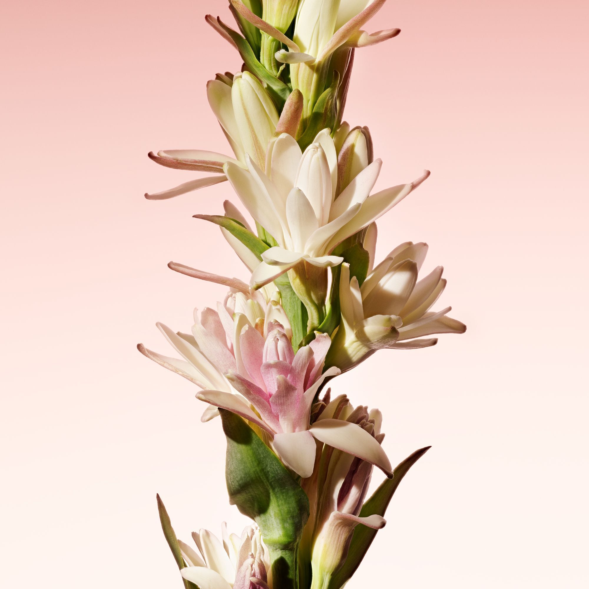 ARMANI/PRIVE ROUGE MALACHITE