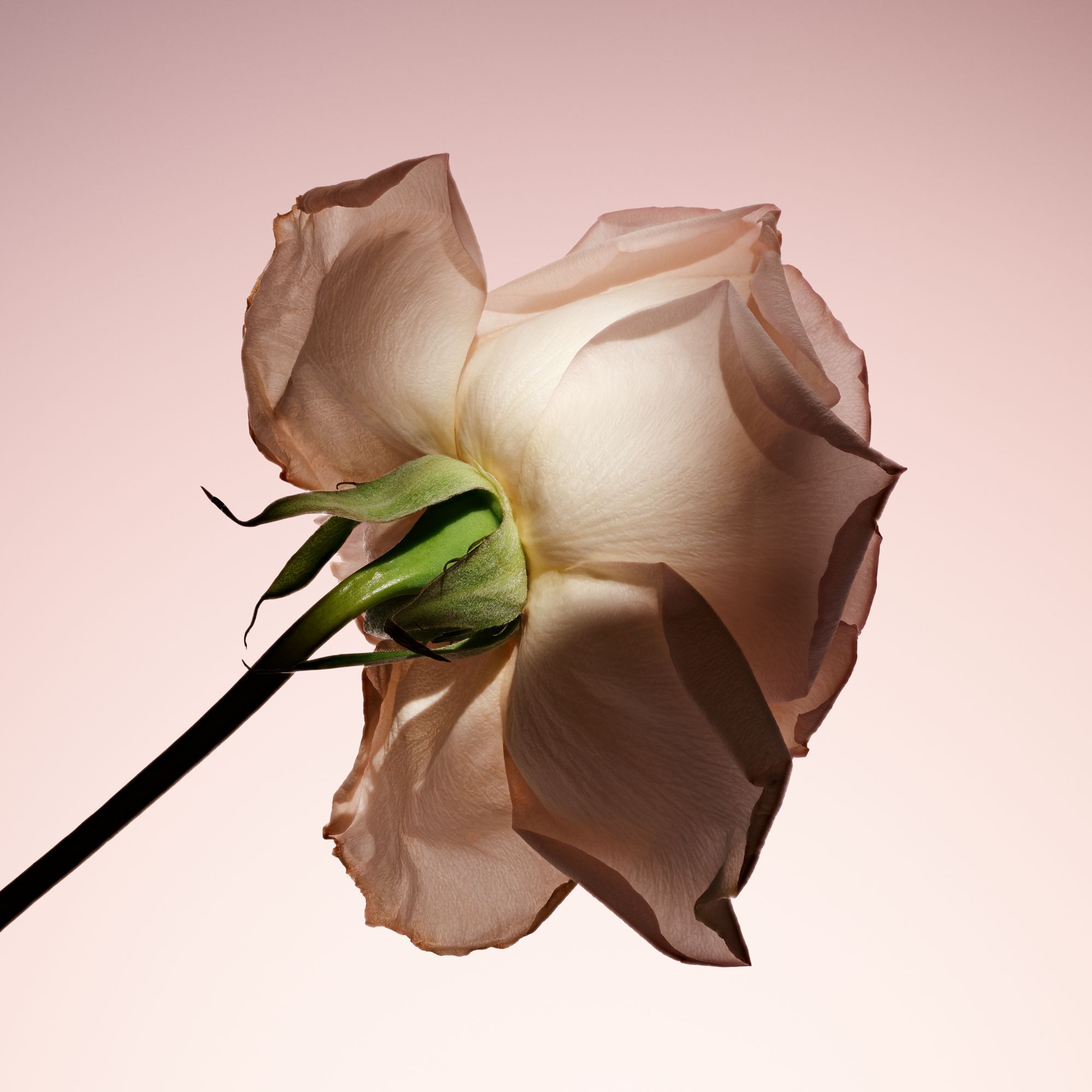 ARMANI/PRIVE PIVOINE SUZHOU