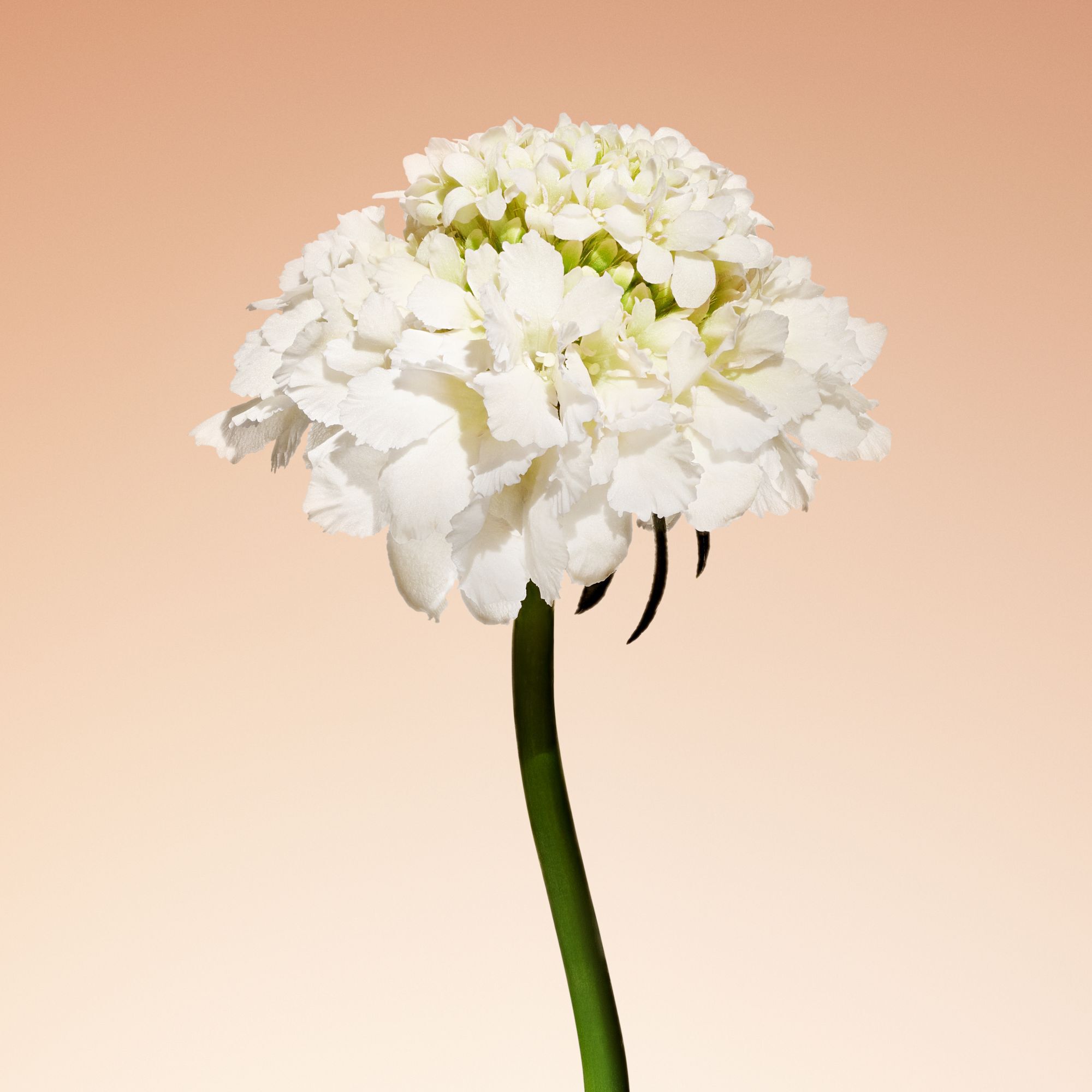 Armani/Prive Santal Dan Sha