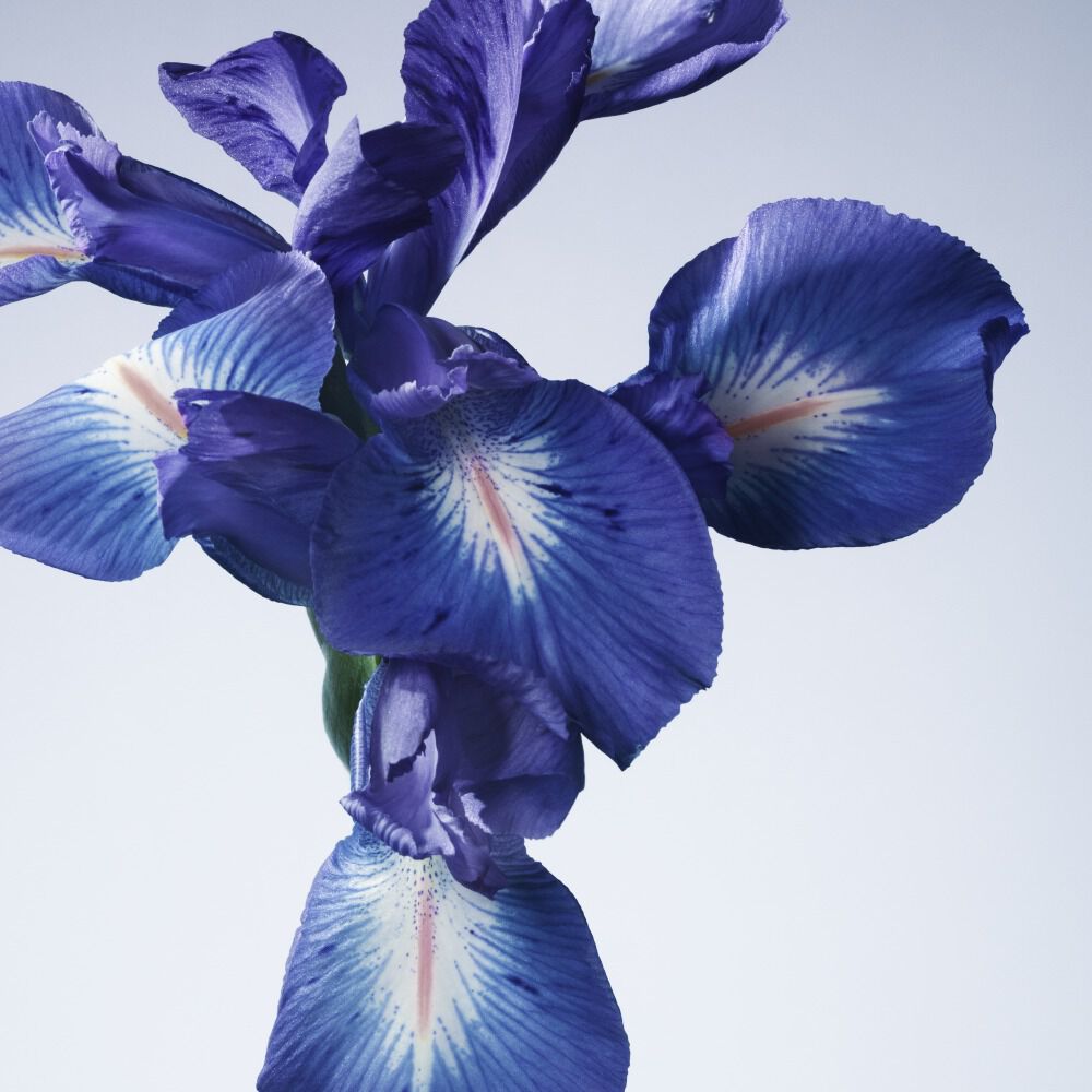 Armani/Privé Iris Bleu Eau de Toilette
