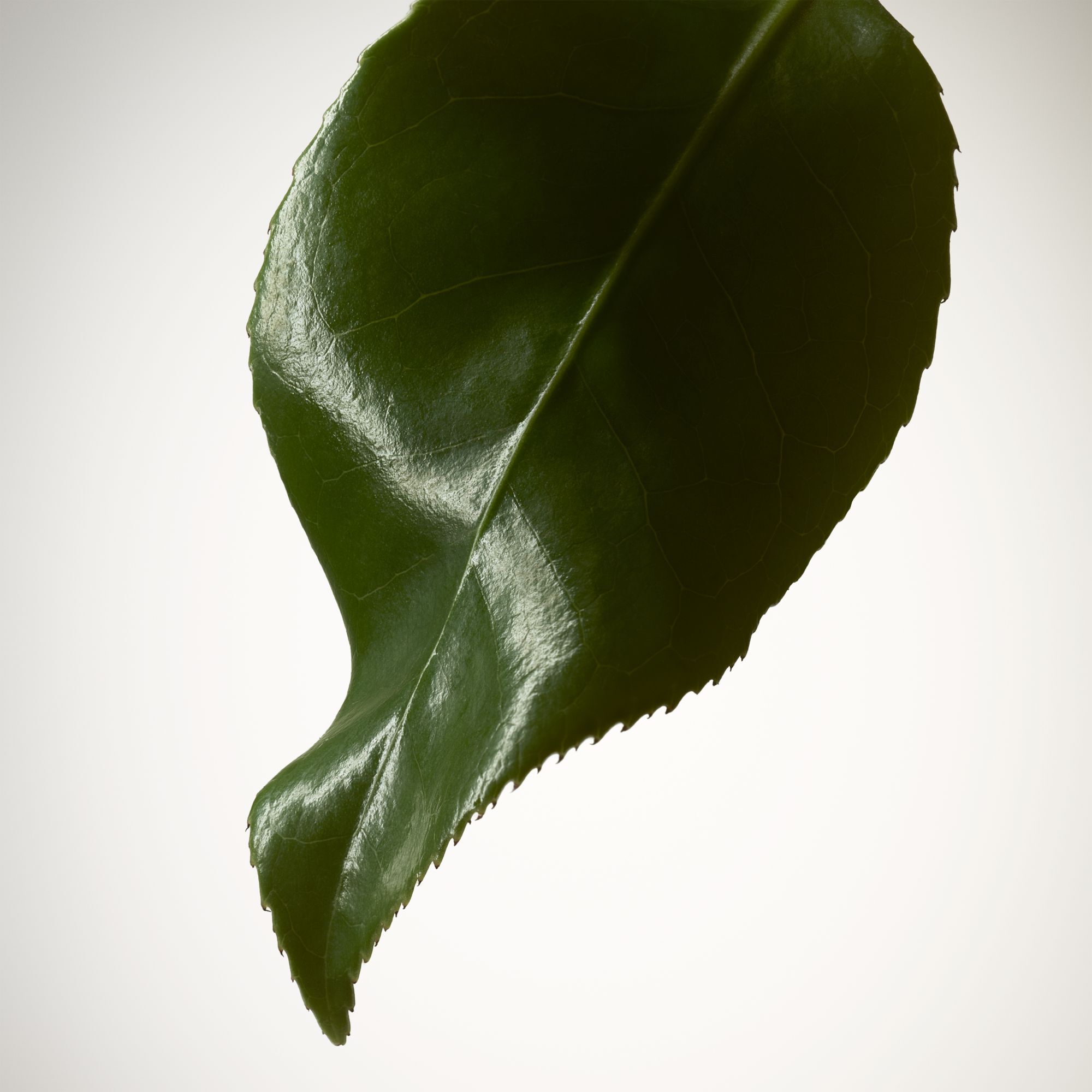 ARMANI/PRIVE The Yulong