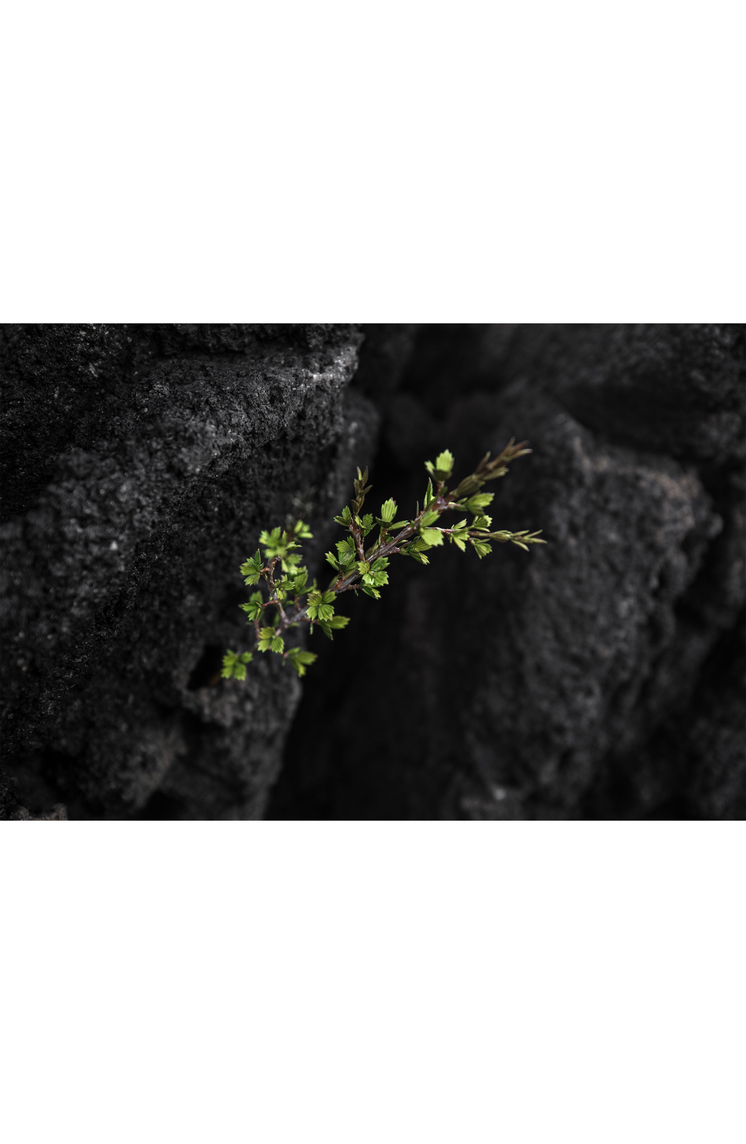 Crema Nera Supreme Reviving Cream