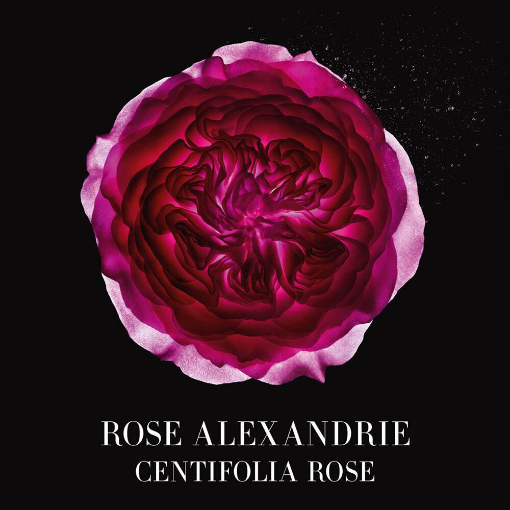 armani prive rose alexandrie price