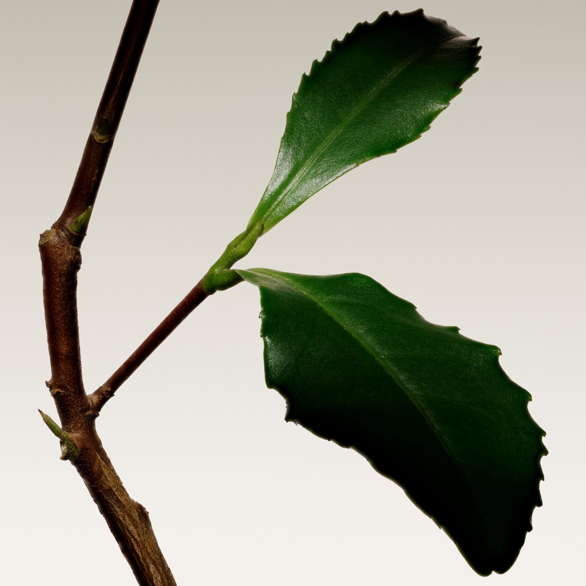 ARMANI/PRIVE The Yulong