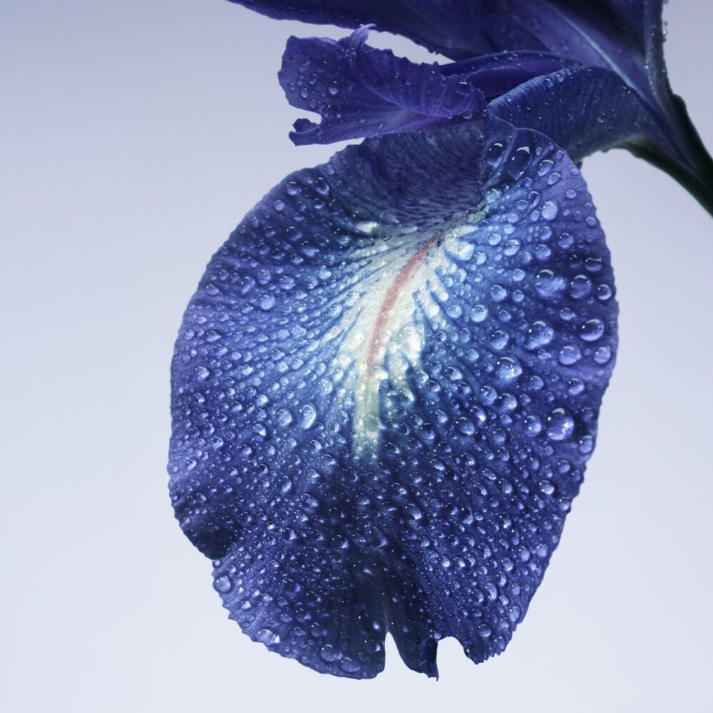 Armani/Privé Iris Bleu Eau de Toilette