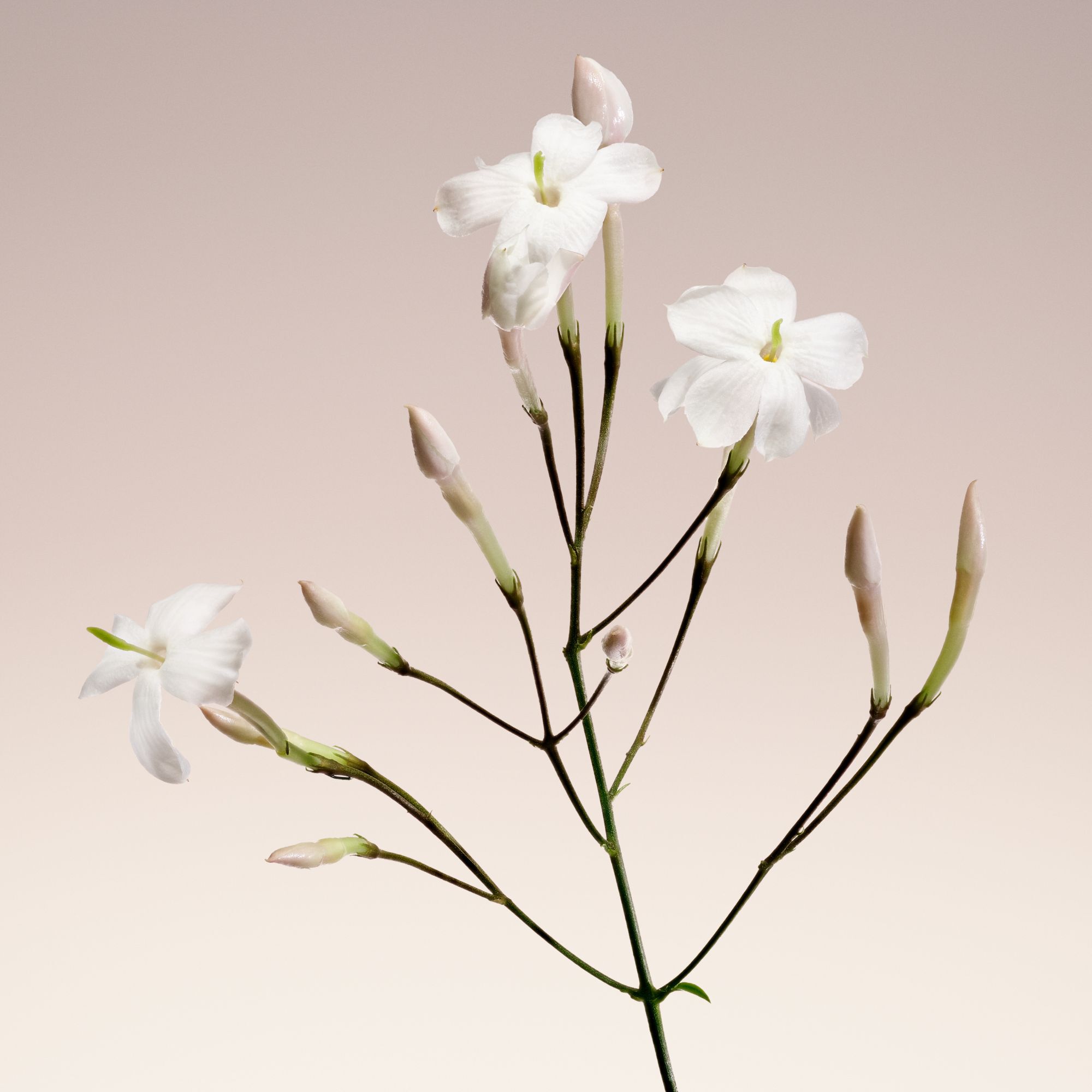 Armani/Prive Blanc Kogane Eau de Parfum