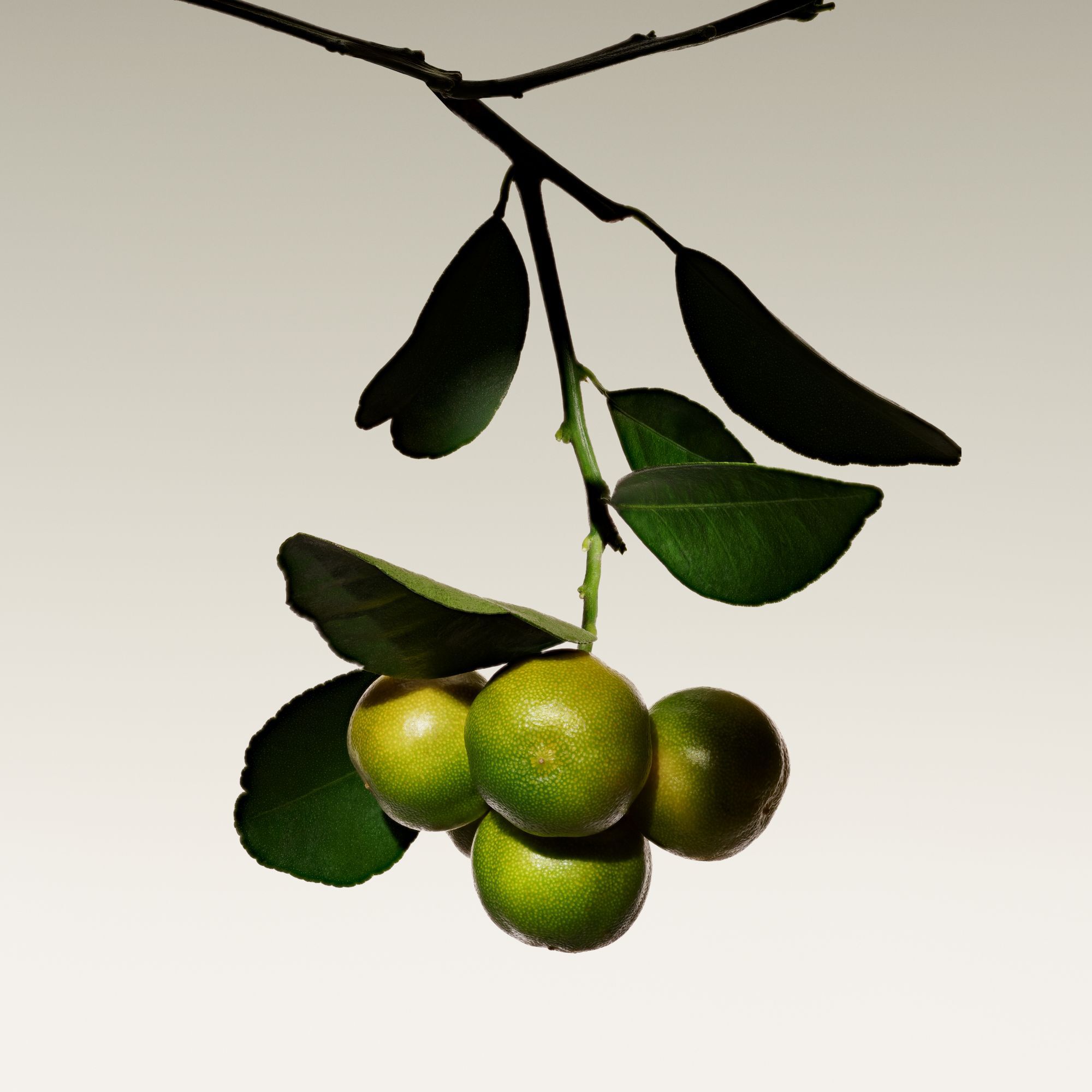 ARMANI/PRIVE The Yulong