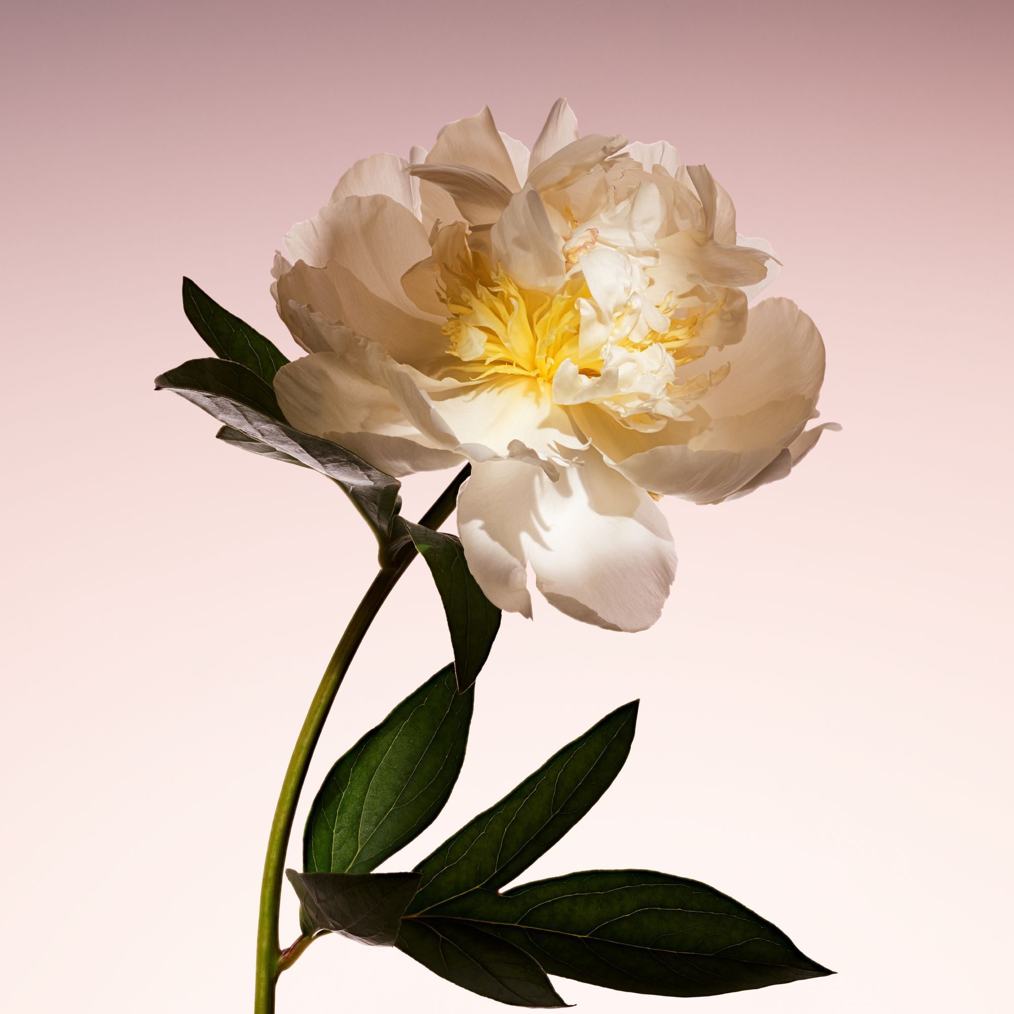 ARMANI/PRIVE PIVOINE SUZHOU