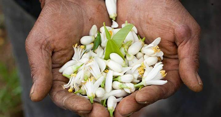 Mão segurando flor de laranjeira