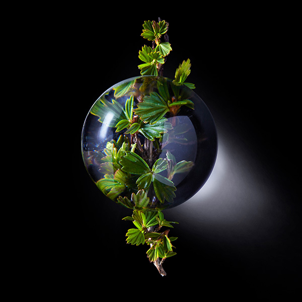 Globe with full-bodied resurrection plant coming out of it on black background