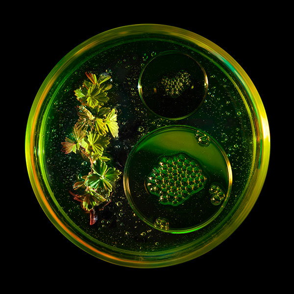 green tinted circle with bubbling serum droplets and algae on Dark green background